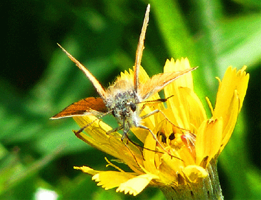 2009-07-dlf-Taubenschwanz - Odenwald