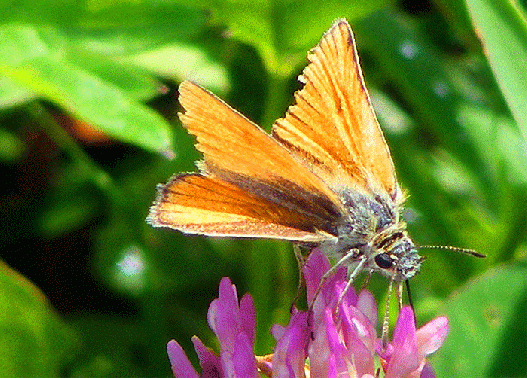 2009-07-dlfa-Taubenschwanz - Odenwald