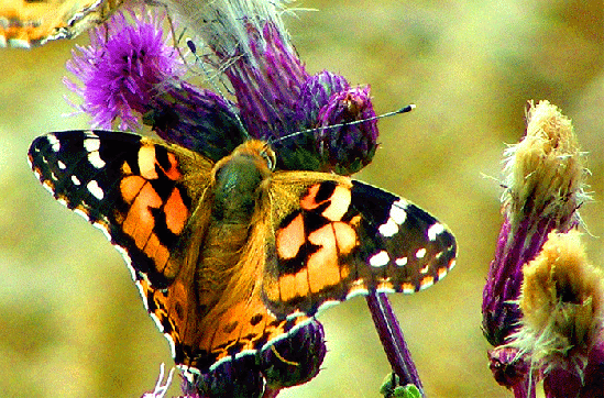 2009-07-du-Distelfalter auf Acker-Distel - Odenwald