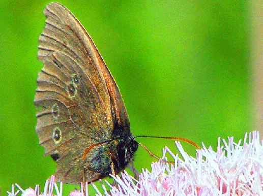 2009-07-duea-Waldbrettspiel auf Wasserdost - Odenwald