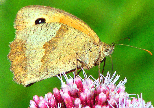 2009-07-dufa-Kleines Wiesenvögelchen - Odenwald