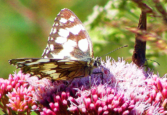 2009-07-duh-Damenbrett auf Wasserdost - Odenwald