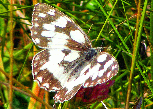 2009-07-duha-Damenbrett - Odenwald