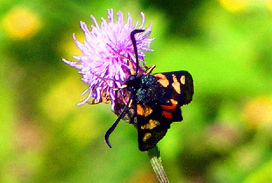 2009-07-duj-Veränderliches Widderchen - Odenwald