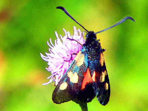 2009-07-duja-Veränderliches Widderchen - Odenwald