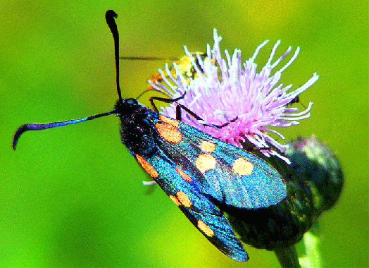 2009-07-dujb-Veränderliches Widderchen - Odenwald