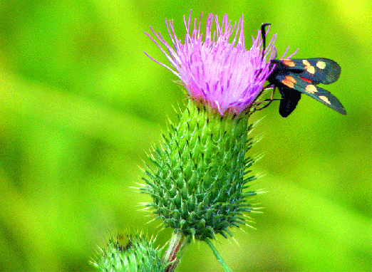 2009-07-duk-Veränderliches Widderchen - Odenwald