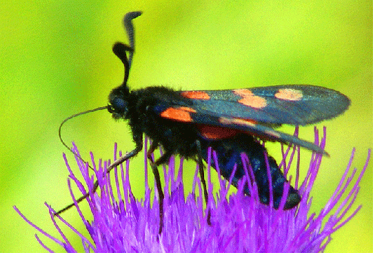 2009-07-dukaa-Veränderliches Widderchen - Odenwald