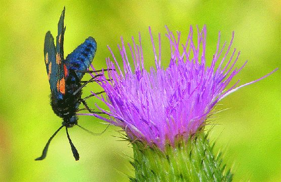 2009-07-dukb-Veränderliches Widderchen - Odenwald