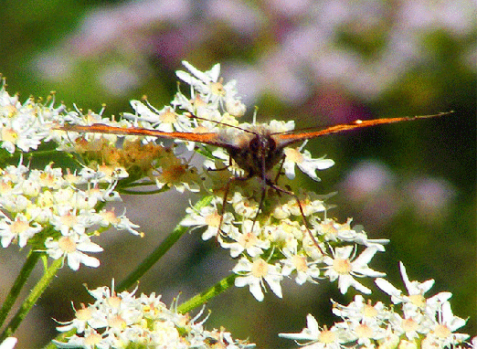 2009-07-dvba-Kleiner Fuchs - Odenwald