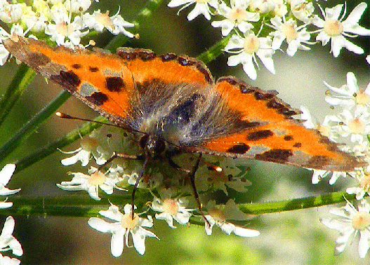 2009-07-dvbb-Kleiner Fuchs - Odenwald