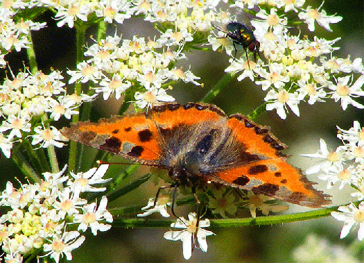 2009-07-dvbc-Kleiner Fuchs - Odenwald