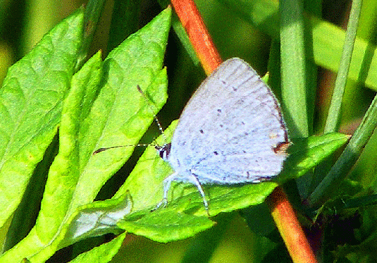 2009-07-dwbb-Bläuling - Odenwald