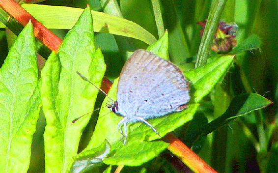 2009-07-dwbc-Bläuling - Odenwald