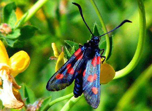 2009-07-dwca-Blutströpfchen - Odenwald