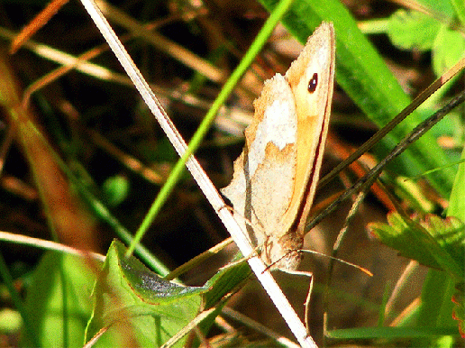 2009-07-dwd-Kleiner Heufalter - Odenwald