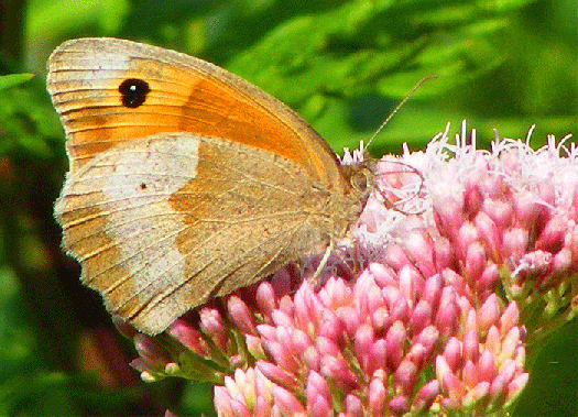 2009-07-dwda-Kleiner Heufalter auf Wasserdost - Odenwald