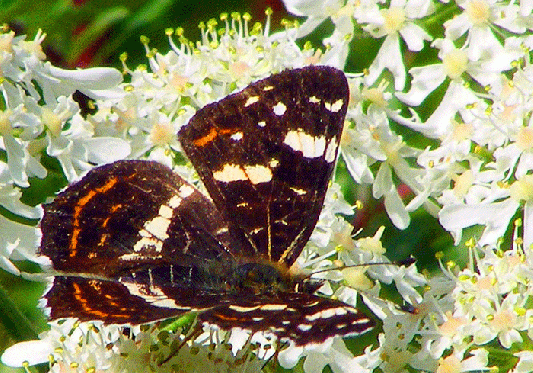 2009-07-dwfc-Landkärtchen - Odenwald