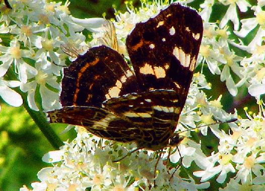 2009-07-dwfd-Landkärtchen - Odenwald