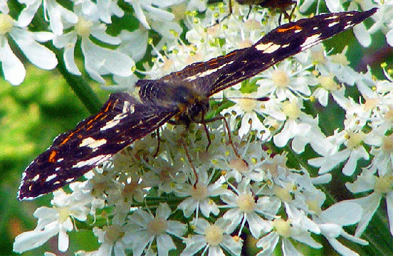 2009-07-dwfe-Landkärtchen - Odenwald