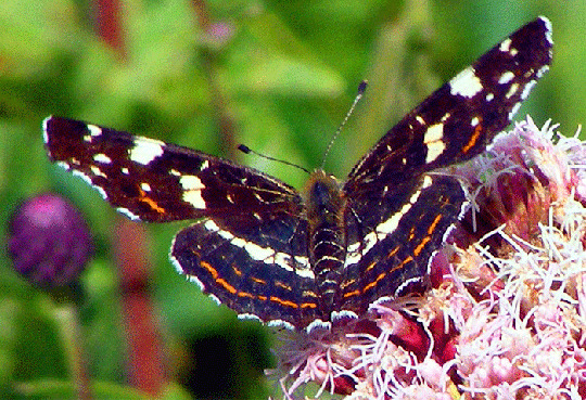 2009-07-dwfh-Landkärtchen - Odenwald