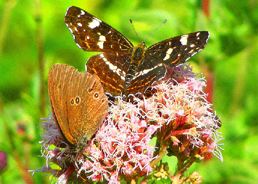 2009-07-dwfi-Landkärtchen+Waldbrettspiel - Odenwald