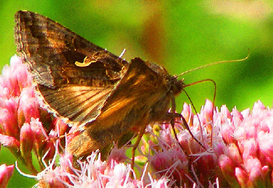 2009-07-dwh-Gammaeule auf Wasserdost - Odenwald