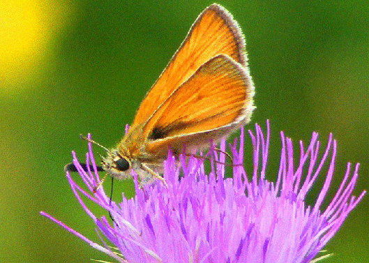 2009-07-dwi-Taubenschwanz - Odenwald