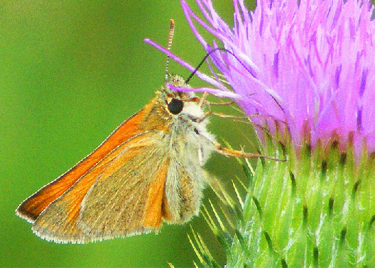 2009-07-dwib-Taubenschwanz - Odenwald