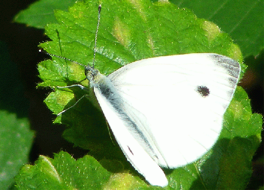 2009-07-dxb-Großer Kohlweißling - Odenwald