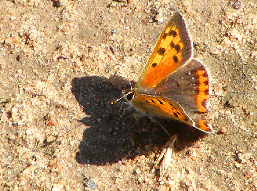 2009-07-dxd-Kleiner Feuerfalter - Odenwald