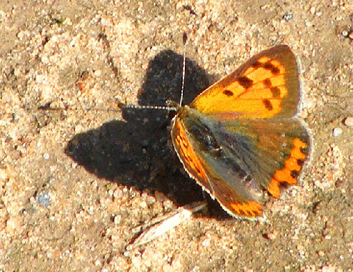 2009-07-dxda-Kleiner Feuerfalter - Odenwald