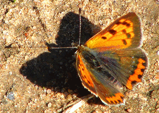 2009-07-dxdb-Kleiner Feuerfalter - Odenwald