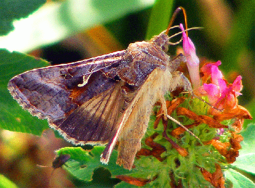 2009-07-dxea-Gammaeule - Odenwald