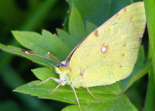 2009-07-dxha-Zitronenfalter - Odenwald