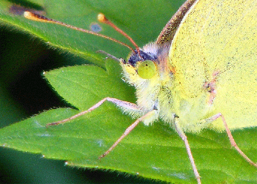 2009-07-dxhb-Zitronenfalter - Odenwald