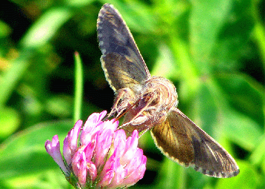 2009-07-ebb-Gammaeule auf Rotklee - Odenwald