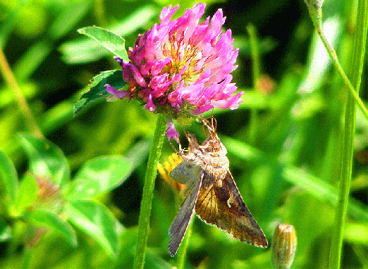 2009-07-ebba-Gammaeule auf Rotklee - Odenwald