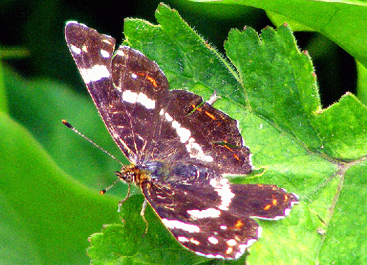 2009-07-ed-Landkärtchen - Odenwald