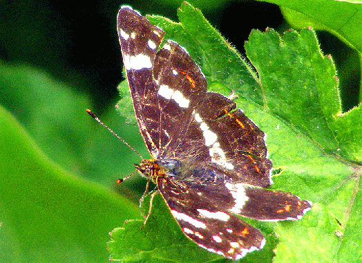 2009-07-eda-Landkärtchen - Odenwald