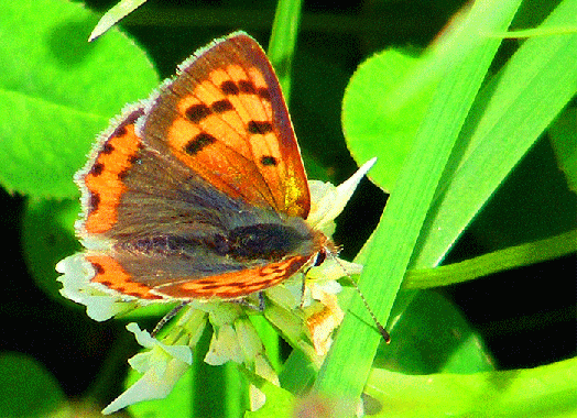 2009-07-ehb-Kleiner Feuerfalter - Odenwald