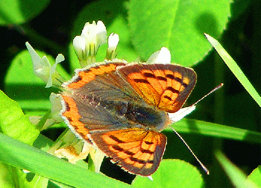 2009-07-ehc-Kleiner Feuerfalter - Odenwald