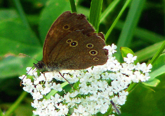 2009-07-ej-Waldbrettspiel - Odenwald