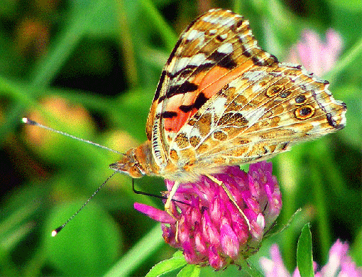 2009-07-eja-Distelfalter  auf Rotklee - Odenwald