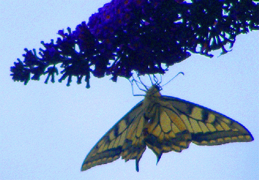 2009-07-eo-Schwalbenschwanz  auf Sommerflieder - Odenwald