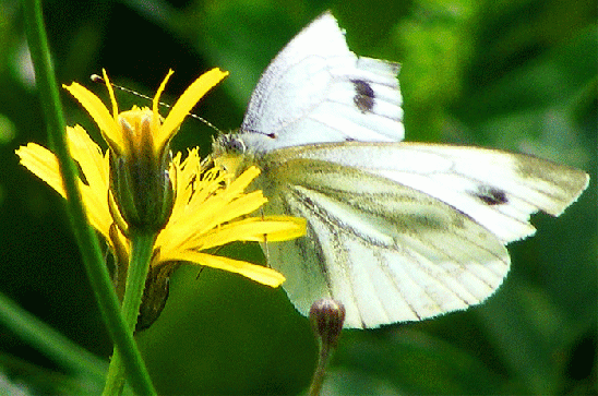 2009-07-fg-Kleiner Kohlweißling - Odenwald