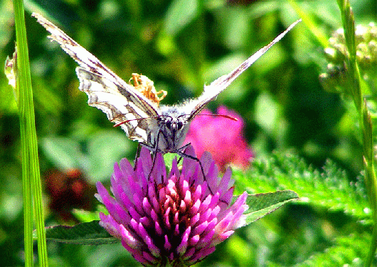 2009-07-fj-Damenbrett auf Rotklee - Odenwald