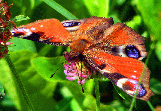 2009-07-fqb-Tagpfauenauge - Odenwald