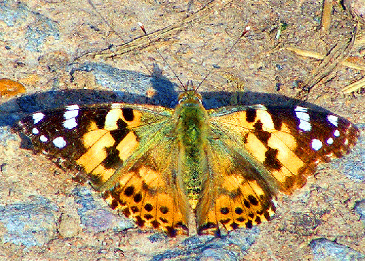 2009-07-frb-Distelfalter - Odenwald