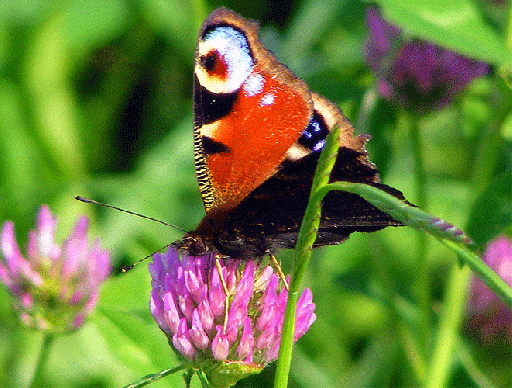 2009-07-frd-Tagpfauenauge auf Rotklee - Odenwald